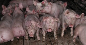 Schweine eng in einem Stall (Bild: imago)